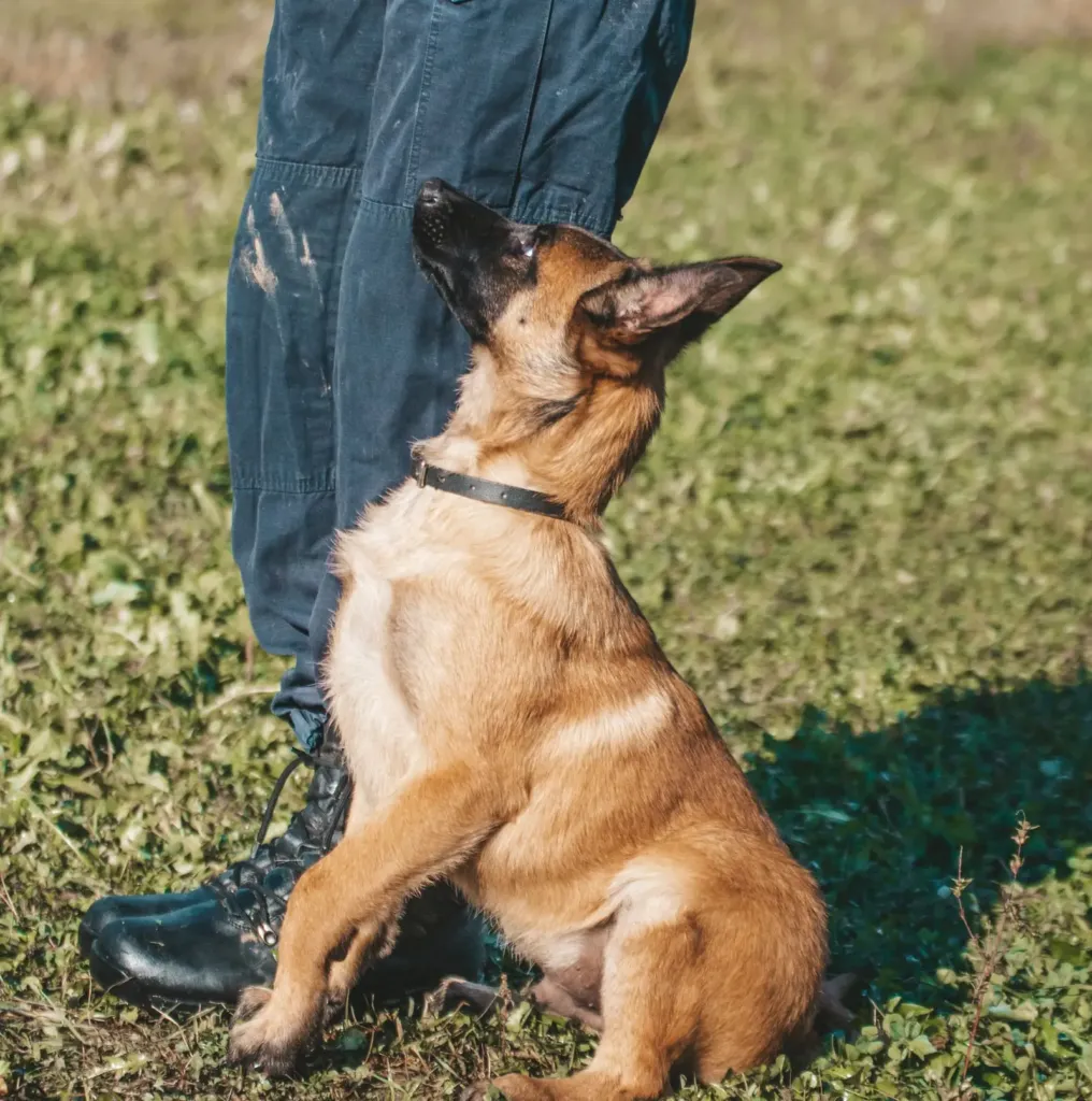 Jonge herderpup zit naast de benen van de baas en kijkt omhoog tijdens de training