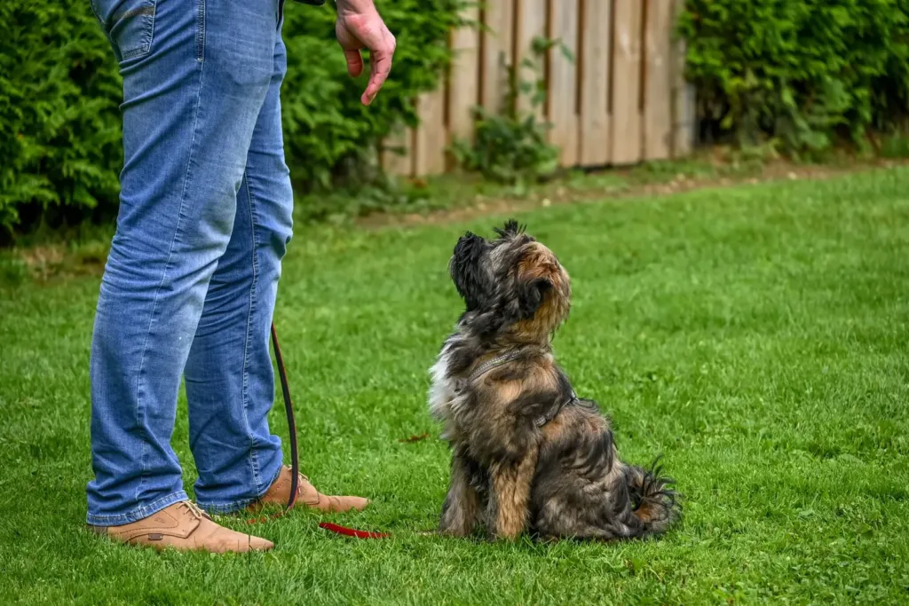 Hond zit netjes voor de baas op het gras tijdens een gehoorzaamheidsoefening