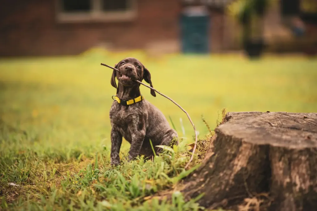 Bruine pup met een tak in de bek in het gras naast een boomstronk